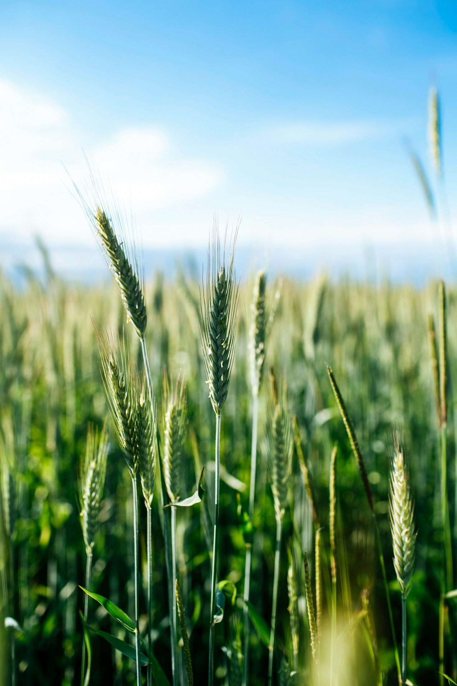 The Benefits Of Hemp Protein For Athletes
