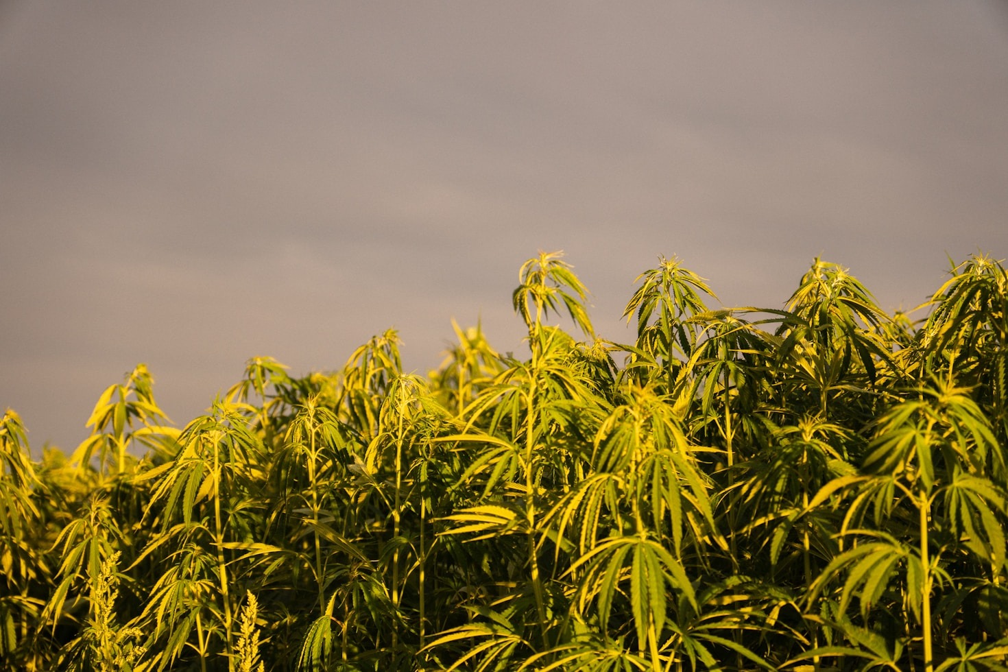 Why Organic Cultivation Matters For Hemp