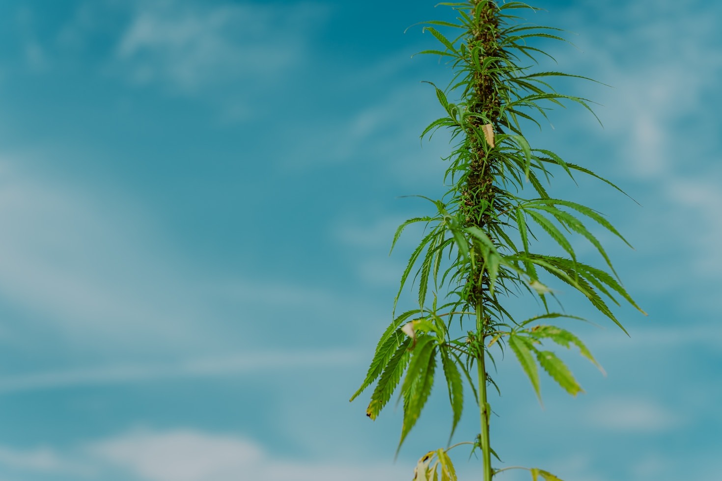 Understanding The Versatility Of Hemp Fiber