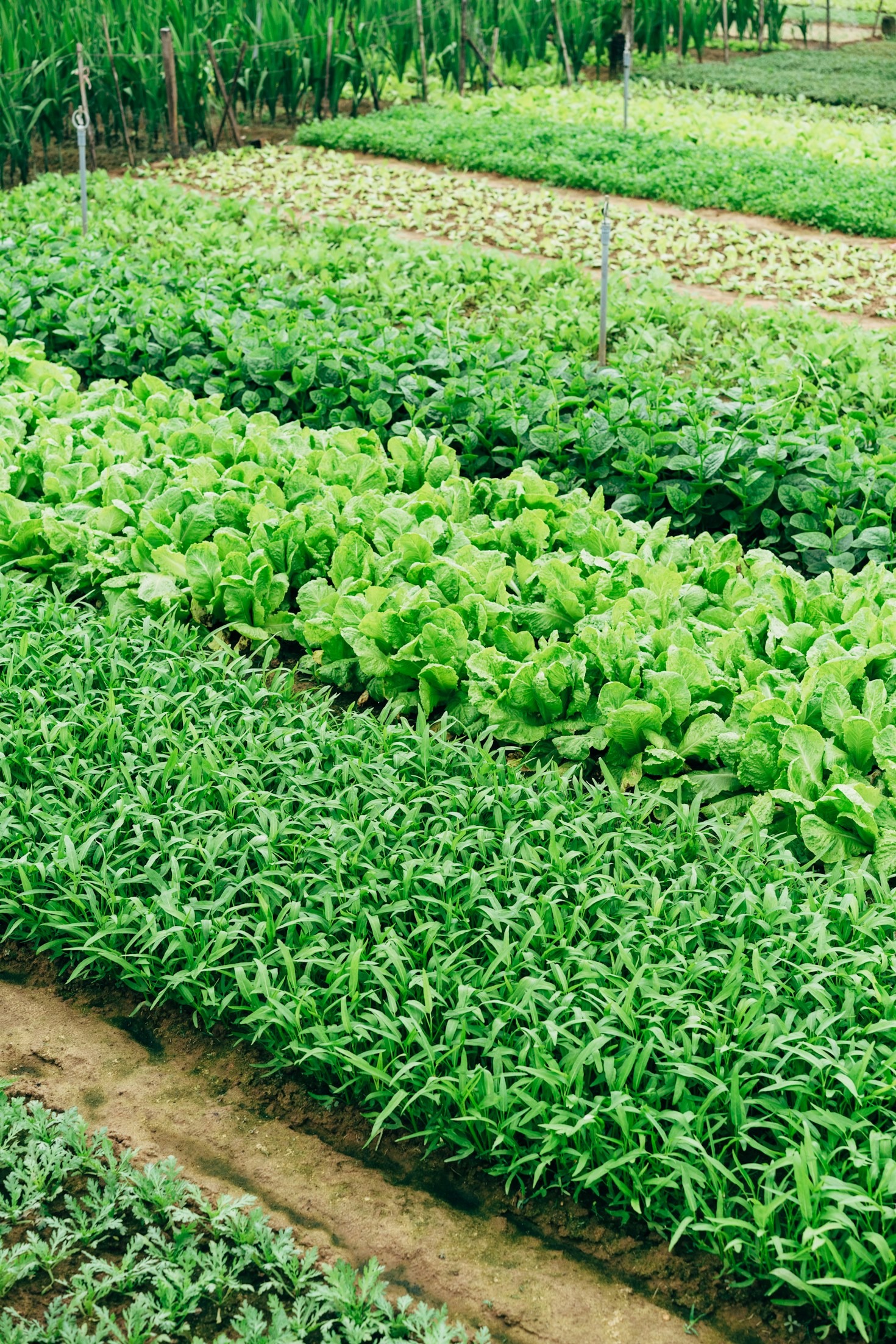 Unlocking The Potential Of Hemp Seeds