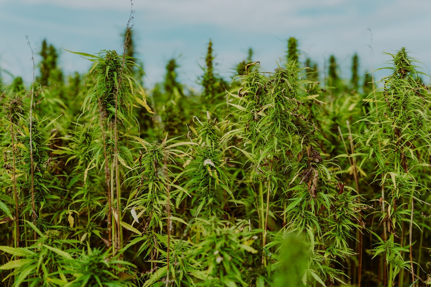 FarmFit Hemp Quality Control Standards Explained