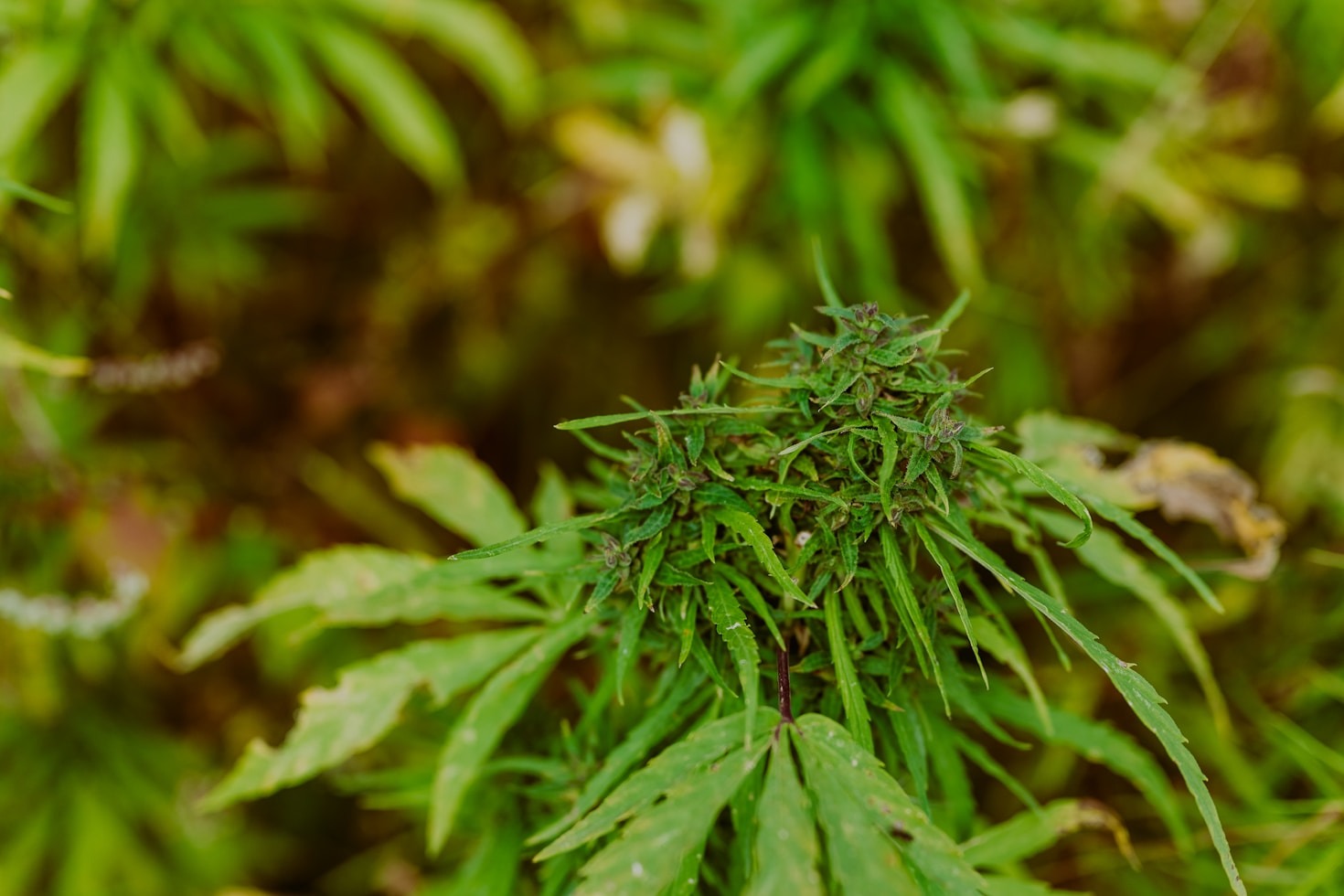 Top Trends In The Hemp Industry Today